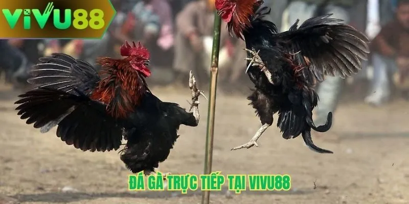 Đá gà trực tiếp Vivu88