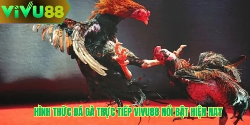 Hình thức đá gà trực tiếp Vivu88 nổi bật hiện nay