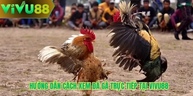 Hướng dẫn cách xem đá gà trực tiếp tại Vivu88
