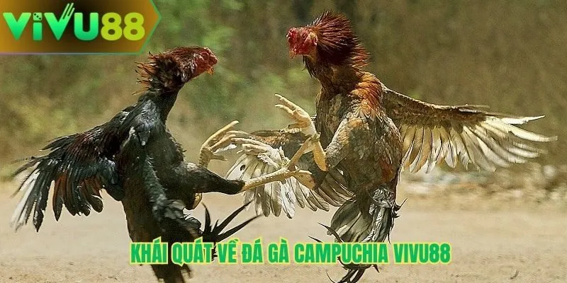 Khái quát về Đá gà Campuchia Vivu88