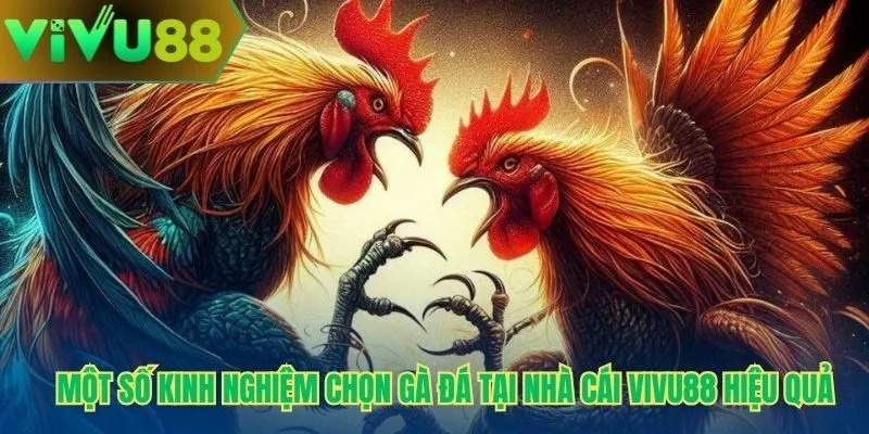 Một số kinh nghiệm chọn gà đá tại nhà cái Vivu88 hiệu quả