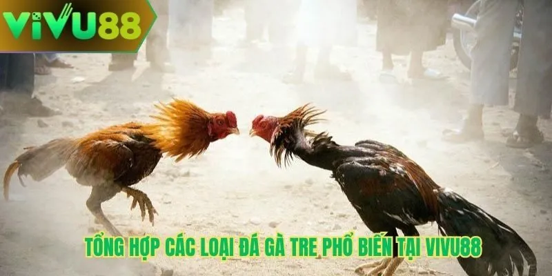 Tổng hợp các loại đá gà tre phổ biến tại Vivu88